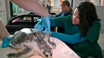 Two endangered sea turtles that are shells of their former selves after getting stranded on Cape Cod during a cold spell are getting some help easing back into the wild -- from an acupuncturist.